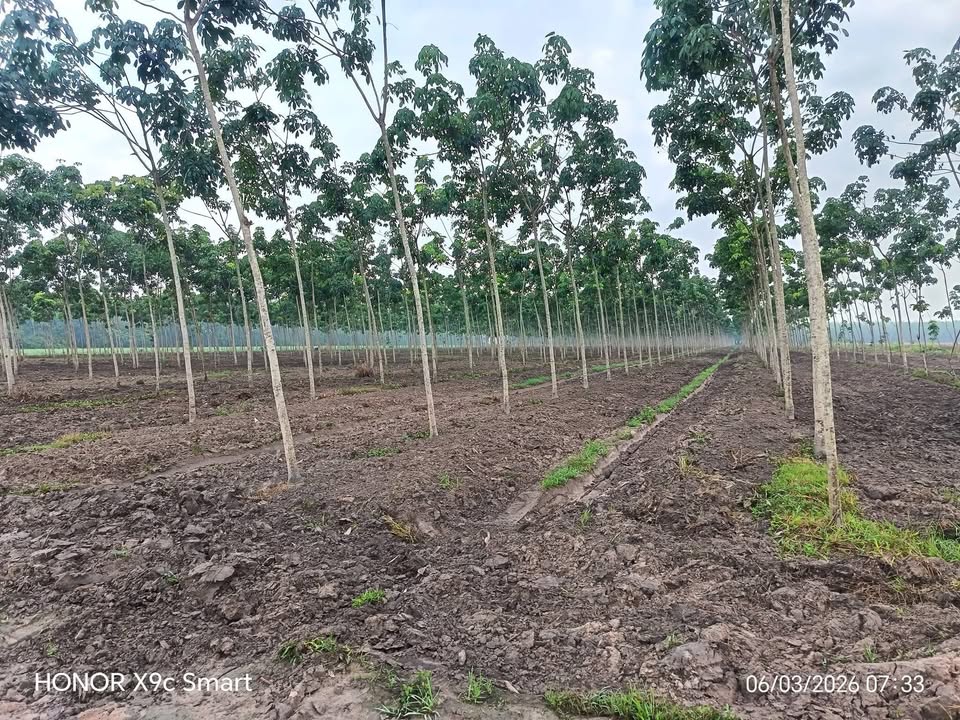 Bán Gấp Đất Vườn Cao Su 51.000m² Tại Tân Châu, Tây Ninh - Giá Đầu Tư 6.2 Tỷ