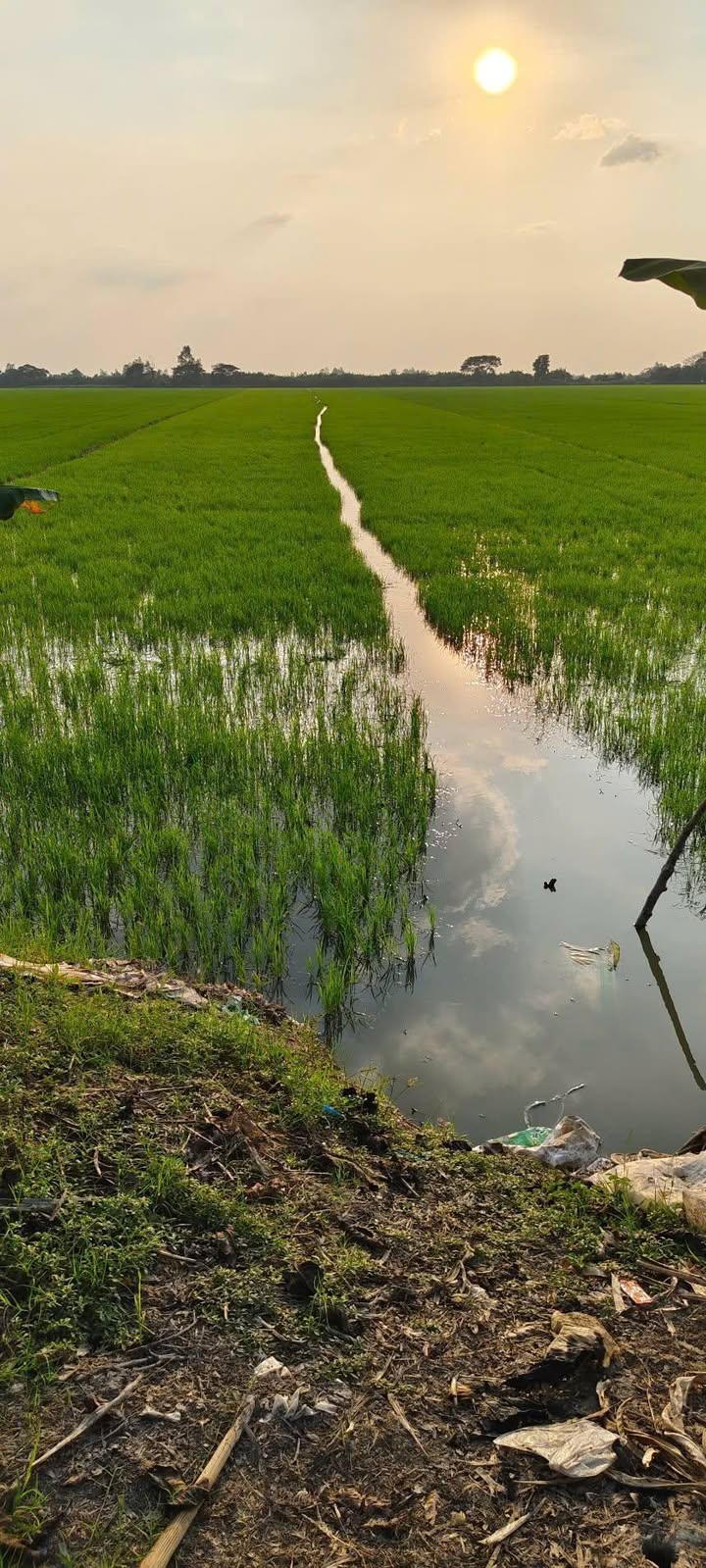 Đất Ruộng An Giang 22.000m² - Đầu tư sinh lời hiệu quả!