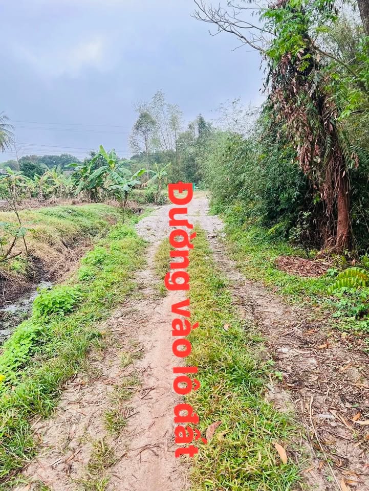 Đất vườn Phong An, Phong Điền 3ha giá 600 triệu - Đầu tư dài hạn!