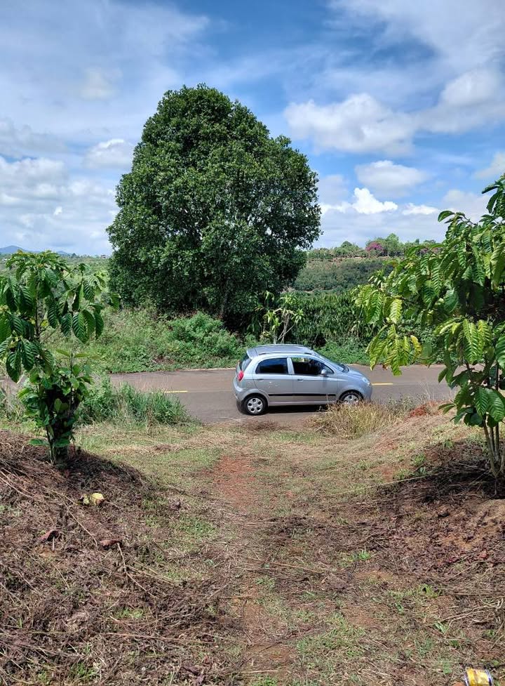 Đất Vườn Nguyễn Trãi, Bảo Lộc 5946m² - Tiềm năng đầu tư dài hạn!