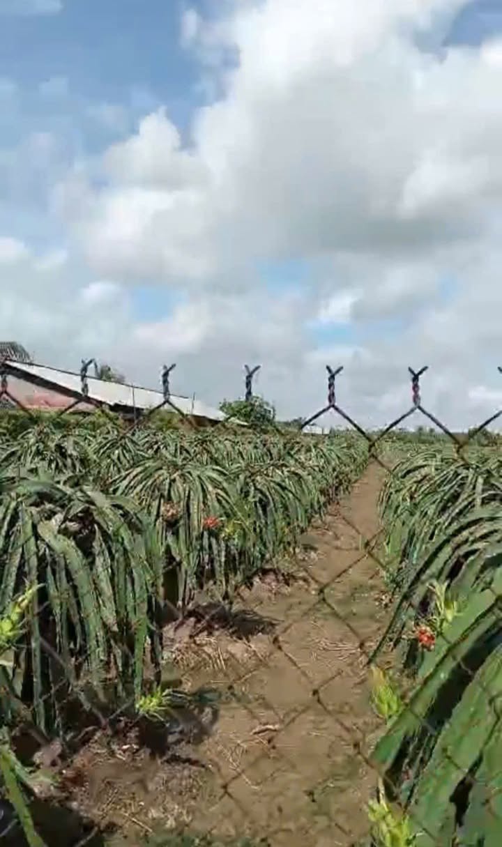 Đất nền Mỹ Tịnh An, Đồng Tháp 1001m² - Sổ đỏ chính chủ!