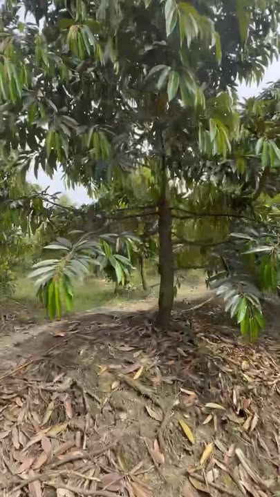 Đất vườn Mỹ Hội 13.400m² 3,51-9,38 tỷ - Sổ hồng riêng