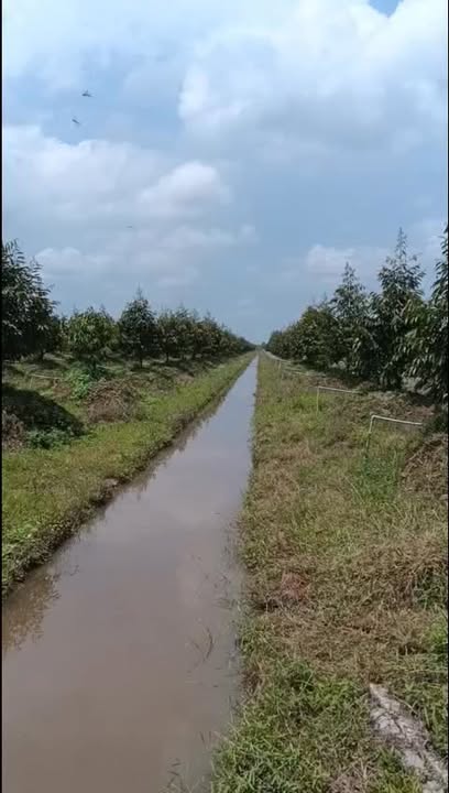 Đất Vườn 3600m² Mỹ Trung Cái Bè - Mặt Tiền Kênh Lớn, Sẵn Sổ Hồng