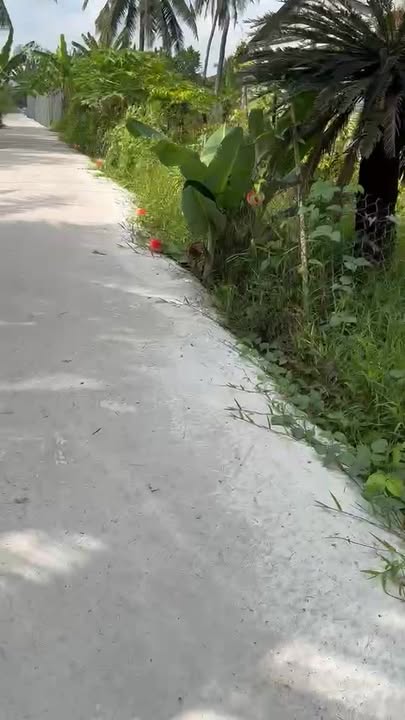 Bán Nền Góc 245m² An Cư Cái Bè, Sổ Hồng Riêng - Giá 820 Triệu