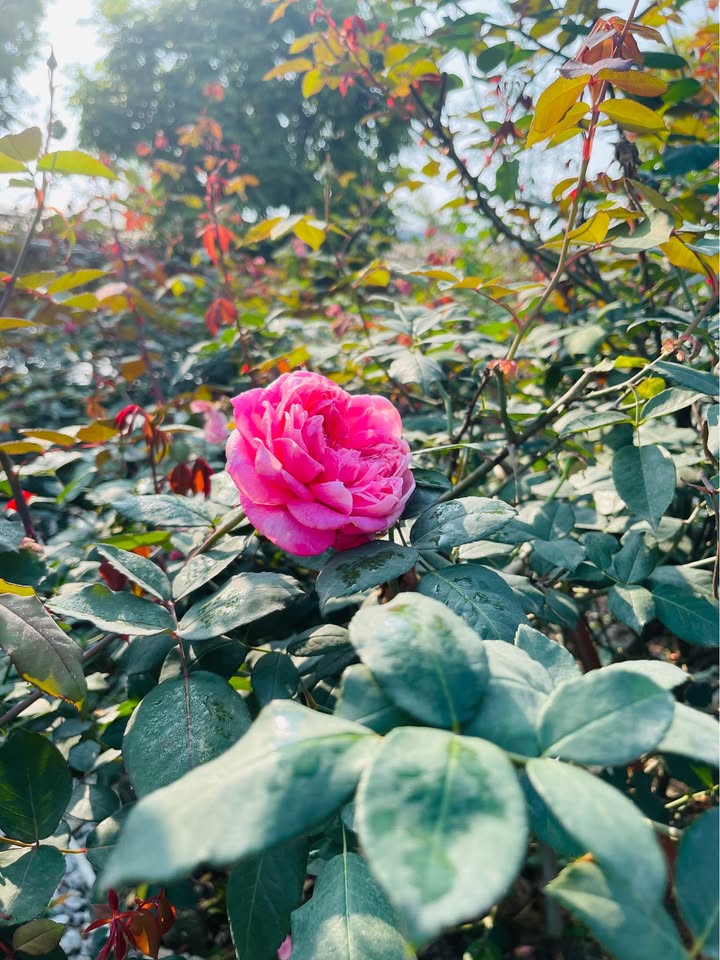 Đất nền 378m² gần Đại học Tân Trào, Sơn Dương - Tiềm năng đầu tư sinh lời