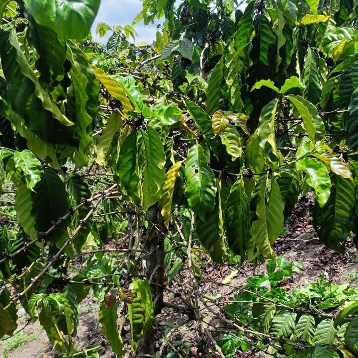 Đất Vườn 18000m² Sổ Đỏ Rõ Ràng - Giá Đầu Tư 4.5 Tỷ Tại Lâm Hà, Lâm Đồng