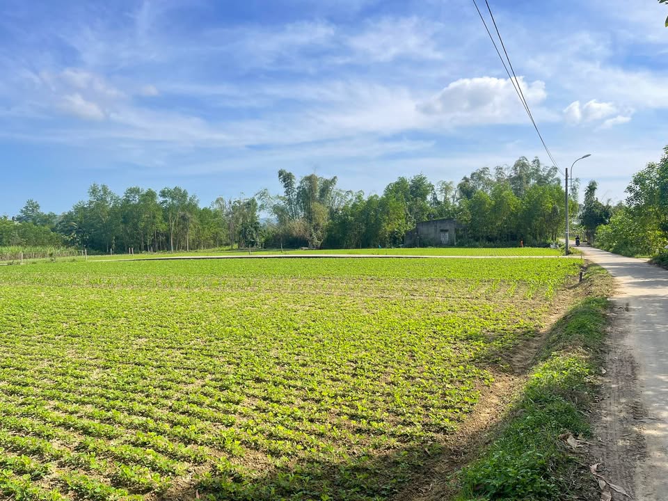 Đất Vườn 1500m² Ninh An, Quảng Nam - Sổ Đỏ Sẵn Sàng, Giá Đầu Tư 5xx Triệu