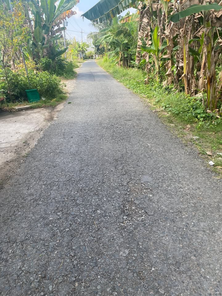 Bán Gấp Đất Vườn Xoài 1218m² Tại Bình Thành, Đồng Tháp - Giá 1.3 Tỷ