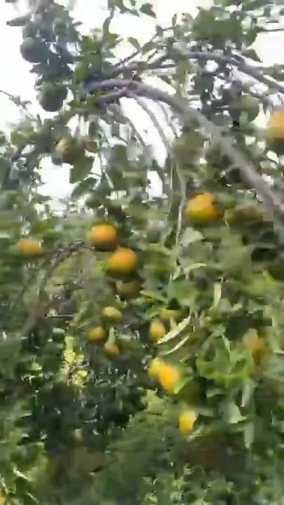 Farm Ea Huar 18ha Đắk Lắk thỏa thuận - Sổ đỏ chính chủ