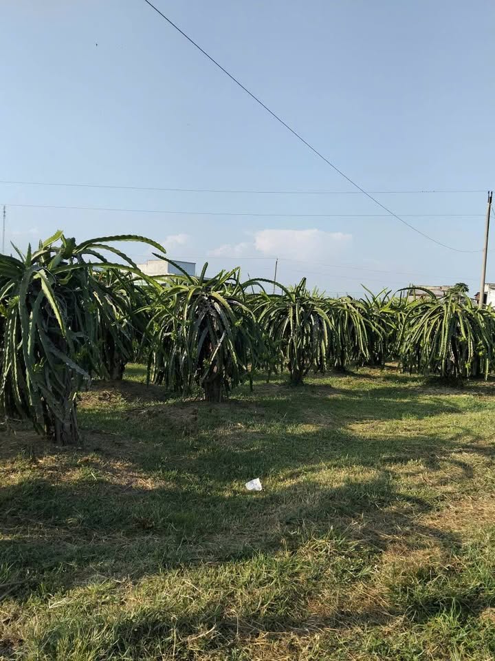 Vườn thanh long Hàm Minh 1.737m² 747tr - Sổ đỏ chính chủ