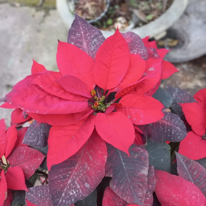 Nhà riêng Tân Lập Thái Nguyên 70m² 3.5 tỷ - Chính chủ