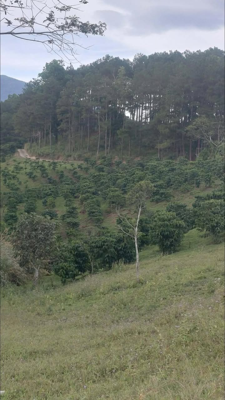 Đất Vườn Đam Rông 1.3ha – Nghỉ dưỡng lý tưởng, giá chỉ 2.5 tỷ!