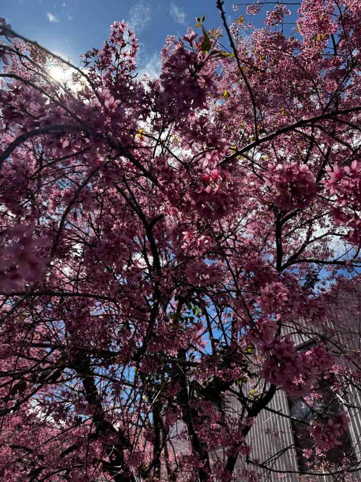 Đất Mặt Tiền Tỉnh Lộ 725 Đà Lạt 1524m² - Dòng Tiền 100tr/tháng