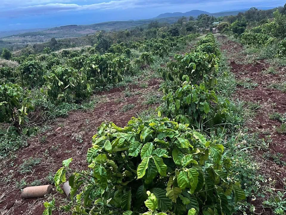 Bán 2268m² đất đỏ Thị trấn Ea Drăng, Đắk Lắk - Giá 1.39 tỷ