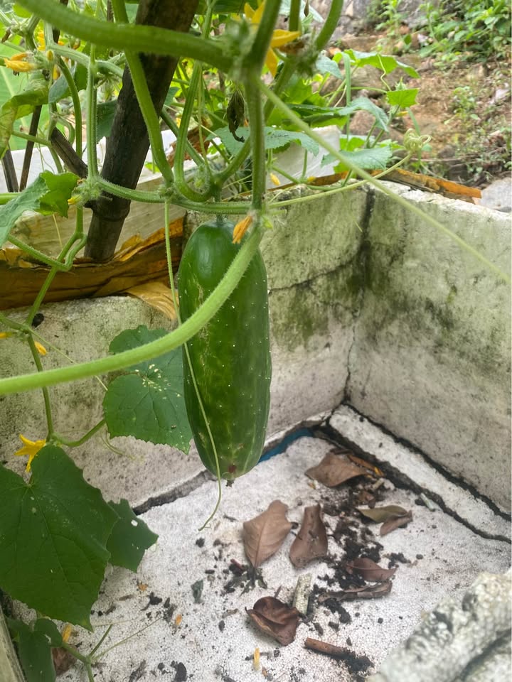 Mặt Tiền Kinh Doanh Nguyễn Thái Học, Quy Nhơn - 80m², Giá 80 Triệu/Tháng