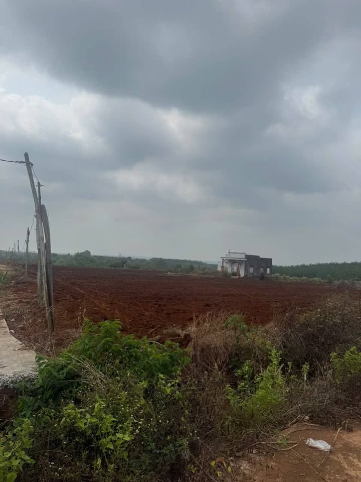 Đất Vườn Lộc Khánh, Bình Phước 2ha - Sổ Đỏ Sẵn Sàng Đầu Tư