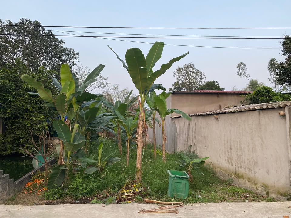 Đất nền Thái Hoà, Triệu Sơn: 160m² full thổ cư, mặt tiền 6m, sổ đỏ sẵn sàng