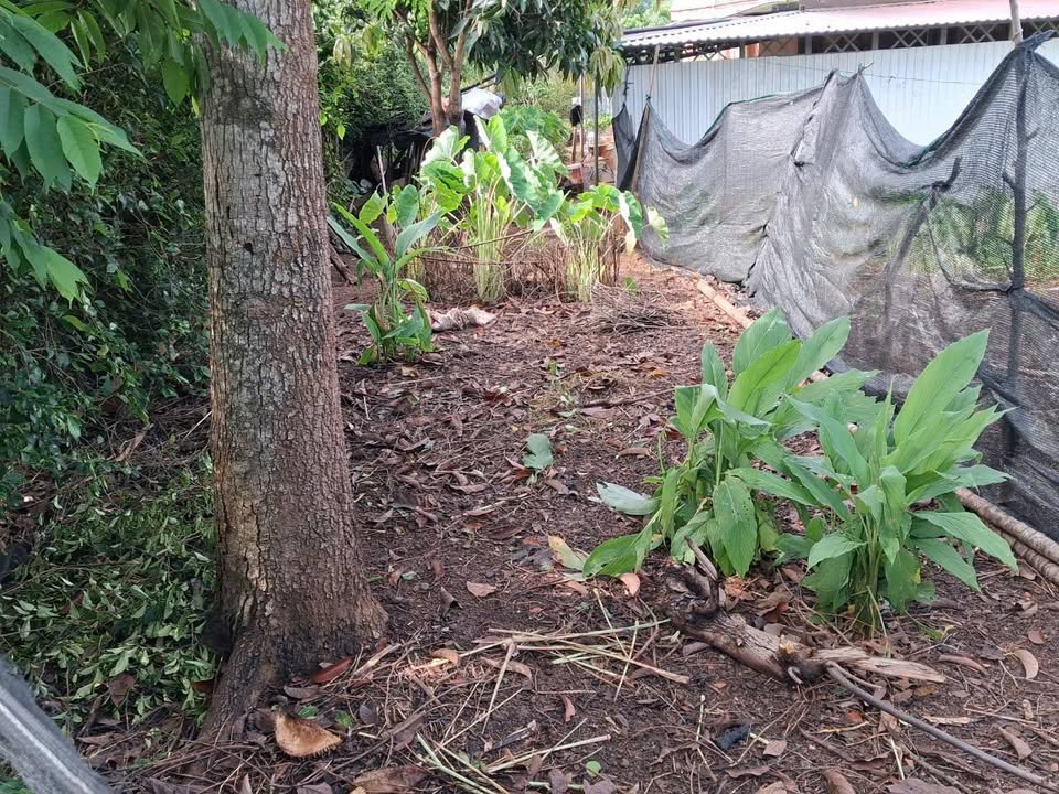 Bán Đất Thôn 8 Cư Êbur, BMT - 310m² Vuông Vắn, Sổ Hồng, Giá 1.35 Tỷ