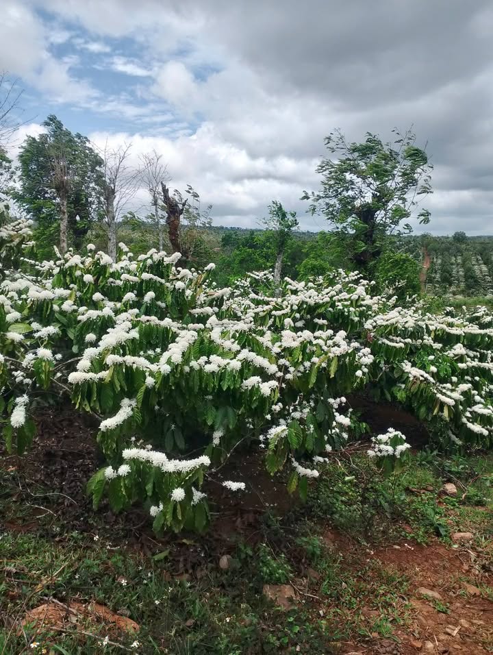 Đất Farm 16.000m² Đắk Lắk - Kinh doanh Đắc Lợi, Sẵn Sàng Sang Tên