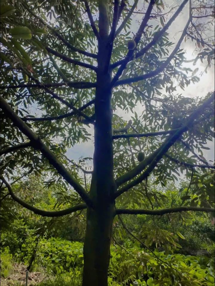 Farm Sầu Riêng 5 Năm Tuổi, 70 Gốc - Cho Thuê 10 Năm Tại Cái Bè, Tiền Giang