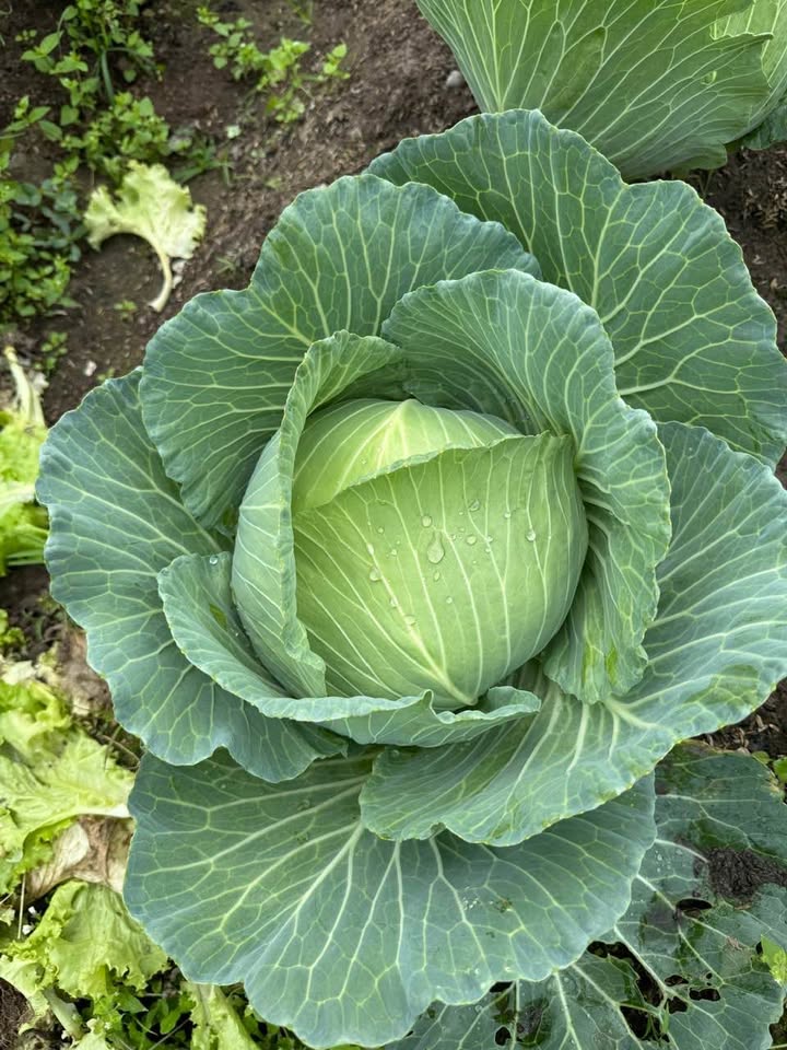 Kho xưởng 500m² Thị trấn Vũ Thư, Thái Bình - Container thoải, hoạt động ngay!