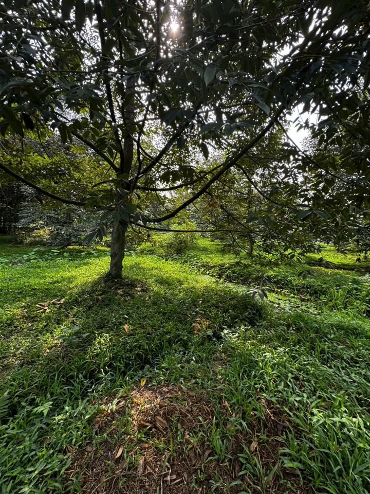 Đất nền An Bình Ninh Kiều 96m² 6xxtr - Sổ đỏ chính chủ