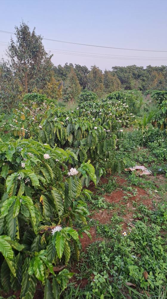 Đất Farm Ia Grai Gia Lai 2412m² - Vườn Cà Phê Sầu Riêng Thu Trúng Lớn