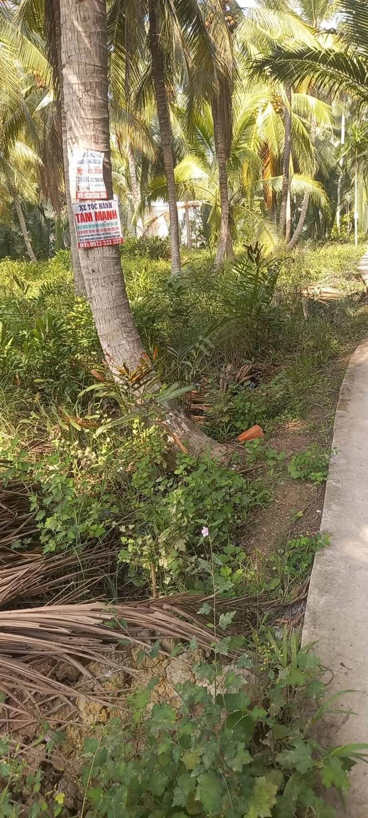 Bán Đất Vườn Dừa Mỏ Cày Bắc, Bến Tre 527m² Giá 370 Triệu