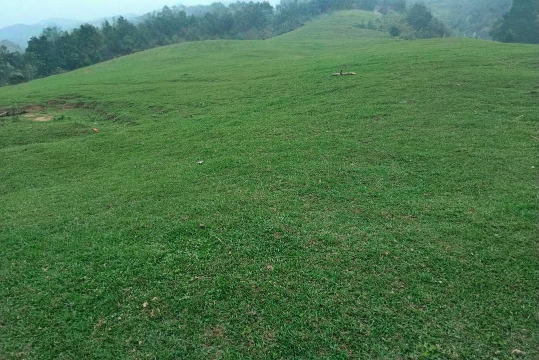 Bán Gấp 10ha Đất Vườn Tuyên Quang - Thế Đất Triệu Đô, Sẵn Sàng Đầu Tư