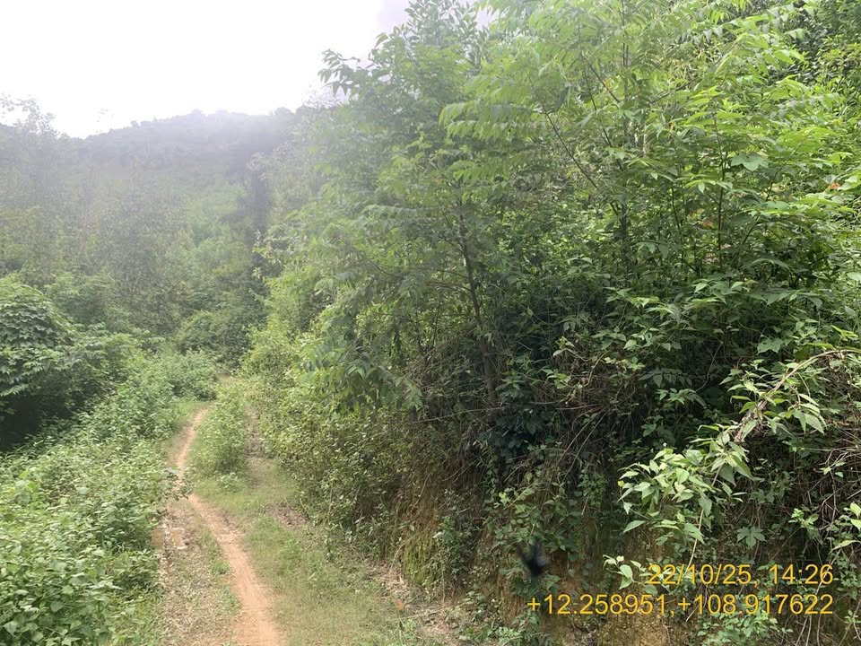 Bán Gấp Đất Vườn 25.000m² Thị Trấn Khánh Vĩnh, Khánh Hòa - Giá Đầu Tư 750 Triệu