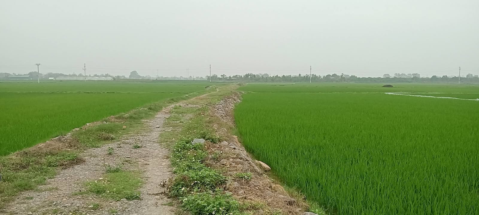 Bán Trang Trại 4.5ha Yên Ninh, Yên Định, Thanh Hóa - Sẵn Sàng Đầu Tư