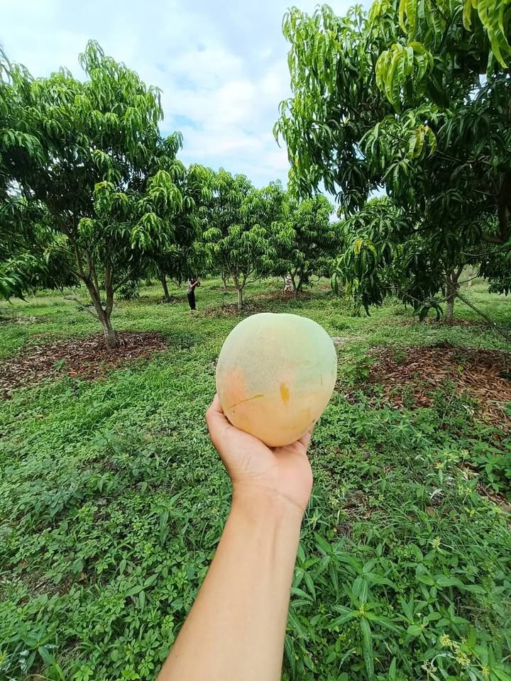 Đất vườn Diên Thọ 1,2ha 2,4 tỷ - Nghỉ dưỡng lý tưởng