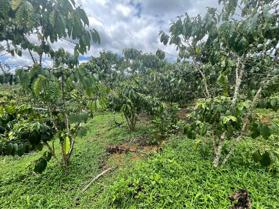 Bán Đất Vườn 16.000m² Sổ Hồng Tại Di Linh - Giá 6.5 Tỷ