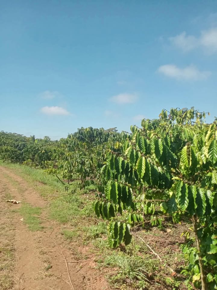 Bán Gấp 1.2 Ha Đất Vườn Cát Quế, Bảo Lâm - Sổ Đỏ, Giá Tốt