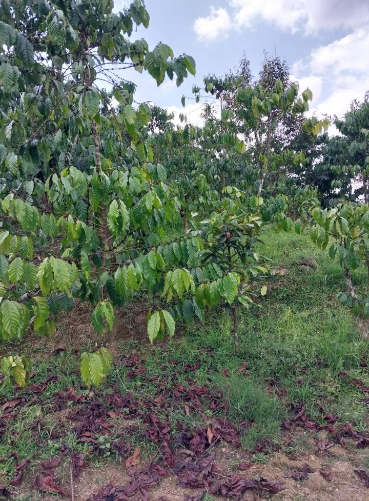 Đất Vườn Lộc Châu, Bảo Lộc 1152m² - Giá Đầu Tư Tốt!