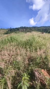 Đất nền Đam Rông 10ha 2 tỷ - Đường to ô tô