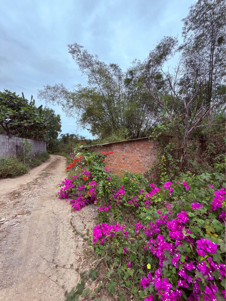 Đất Vườn View Sông Diên Đồng 4300m² - Nghỉ Dưỡng Lý Tưởng