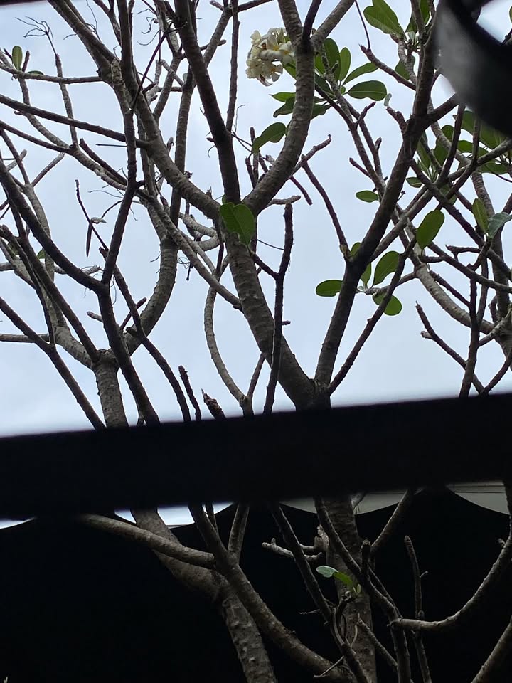 Đất nền Ninh Hòa 93m² Sổ sẵn - Chỉ 399 triệu, sát trung tâm!