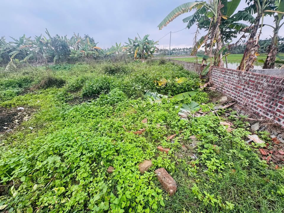 Đất Tiên Lãng Hải Phòng 830m² 5.644 tỷ - Sổ đỏ