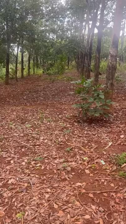 Đất Nền Phước Tân, Phú Riềng 3.3ha - Sổ Đỏ Chính Chủ, 4.8 Tỷ