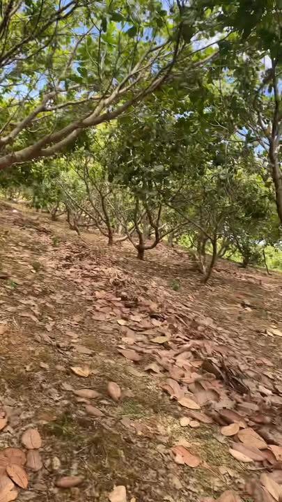 Đất Vườn 7ha Phước Tân, Phú Riềng - Sổ Đỏ Chính Chủ, Nông Sản Đang Thu Hoạch!