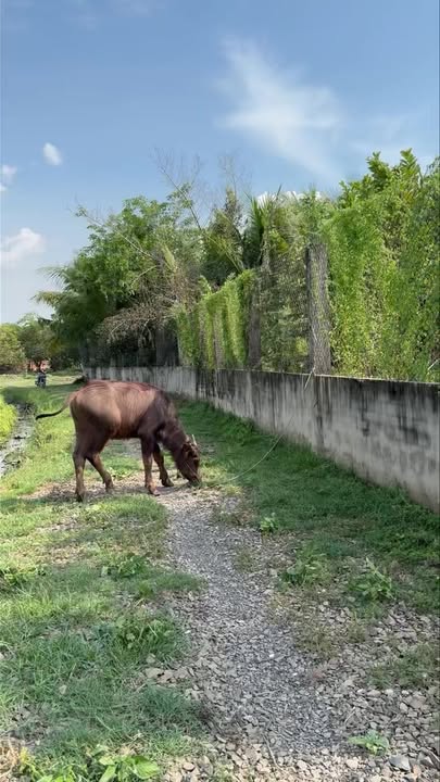 Bán Đất Vườn 1509m² An Ninh, Tây Ninh - Giá Đầu Tư 1.2 Tỷ