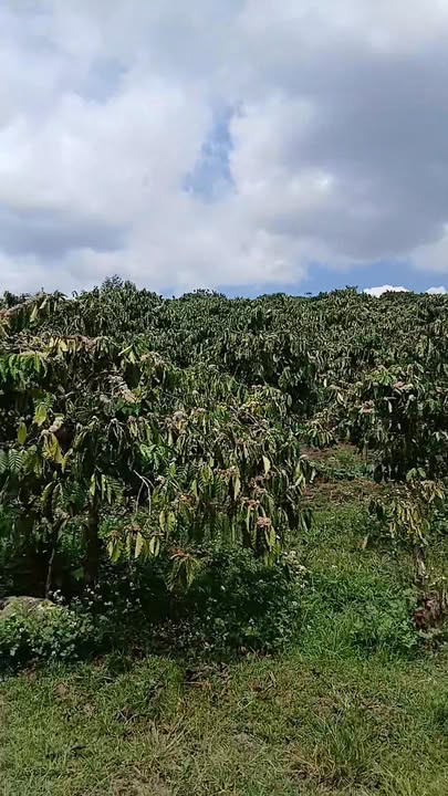 Đất nền Hòa Bắc 3600m² giá 4 tỷ - Sổ đỏ chính chủ