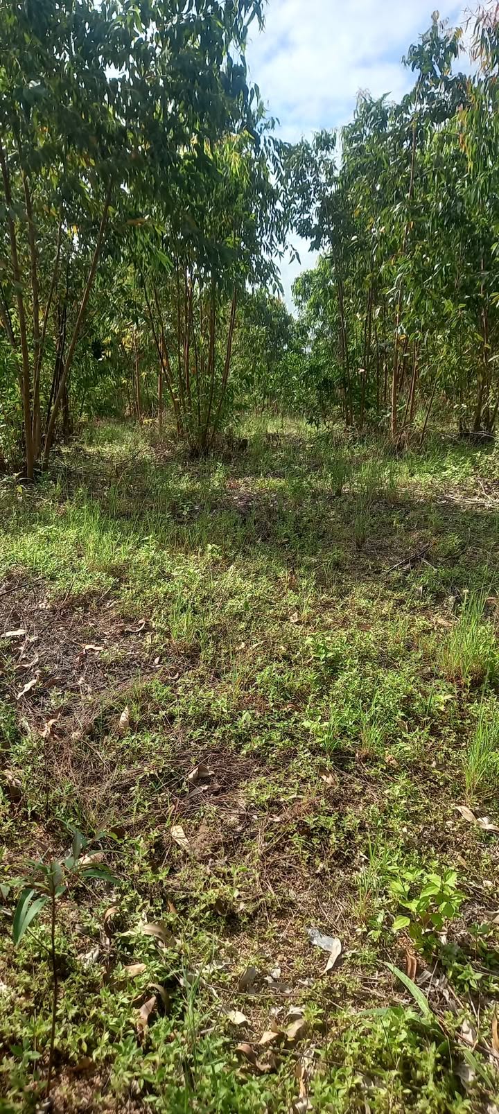 Đất vườn Bình Kiến, Buôn Ma Thuột 6000m² - Sổ hồng rõ ràng