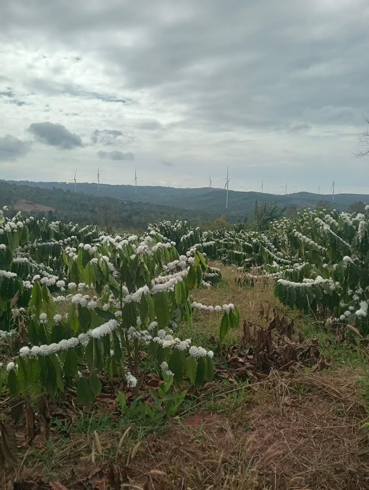 Bán Gấp Rẫy Đắk Lắk 7 Sào Đất Đỏ Ba Zan - Giá Đầu Tư 2 Tỷ