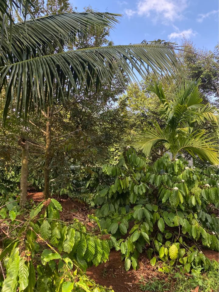 Farm 3500m² Buôn Ma Thuột - 70 Cây Sầu Riêng Thu Hoạch, 300 Cây Cà Phê, Giá 3.3 Tỷ