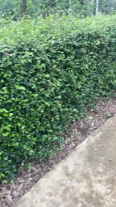 Đất nền Hương Khê 486m² - Sổ đỏ chính chủ, tiềm năng đầu tư!