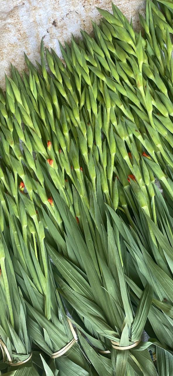 Đất Nền 125m² Gần Hồ Ea Chu BMT - Sổ Thổ Cư, Giá 1.25 Tỷ