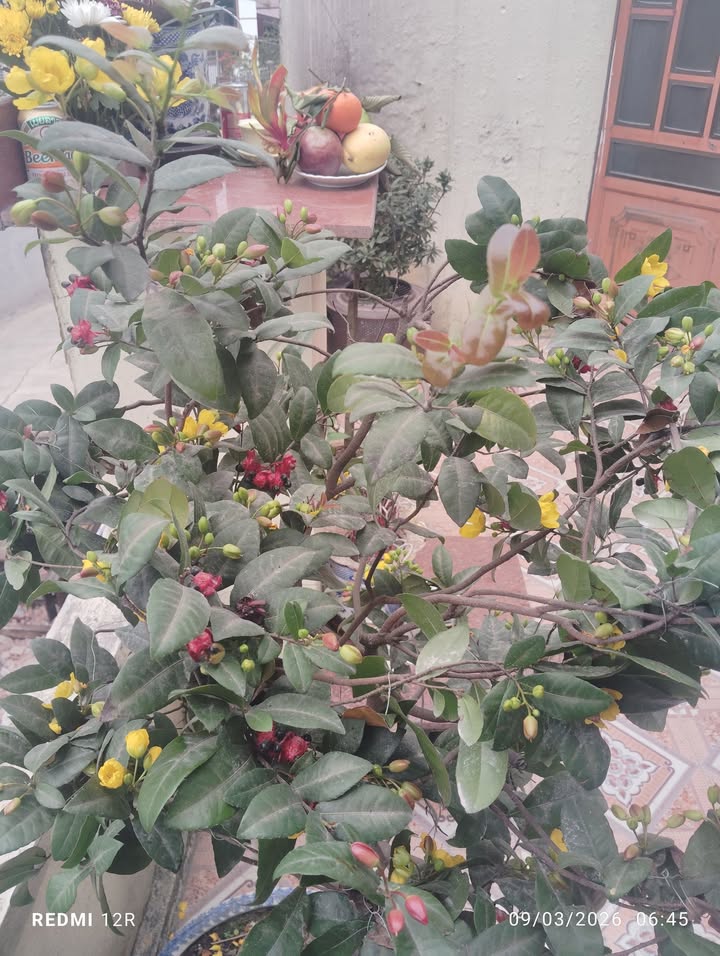 Nhà riêng Phố Đống Năm, Tiền Hải 2 triệu/tháng - Ô tô vào tận nhà!