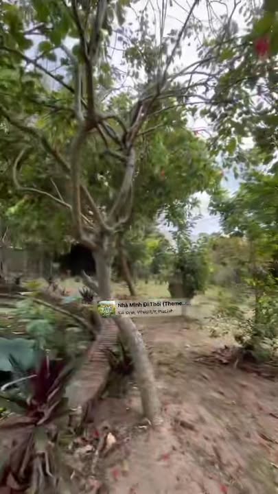 Đất Vườn Đà Nẵng 735m² Mặt Tiền Sông, Tặng Nhà Gỗ Cổ - Giá Đầu Tư